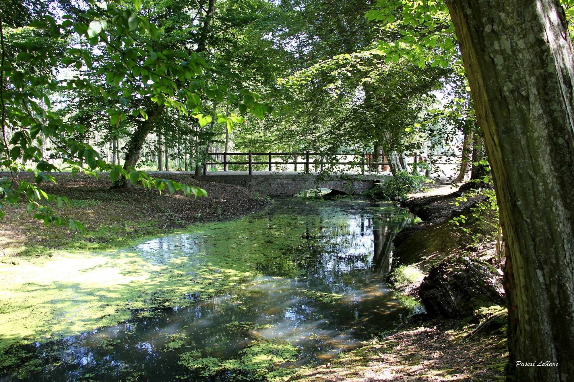 Allée et perspective dans le parc du Domaine Château du Faucon