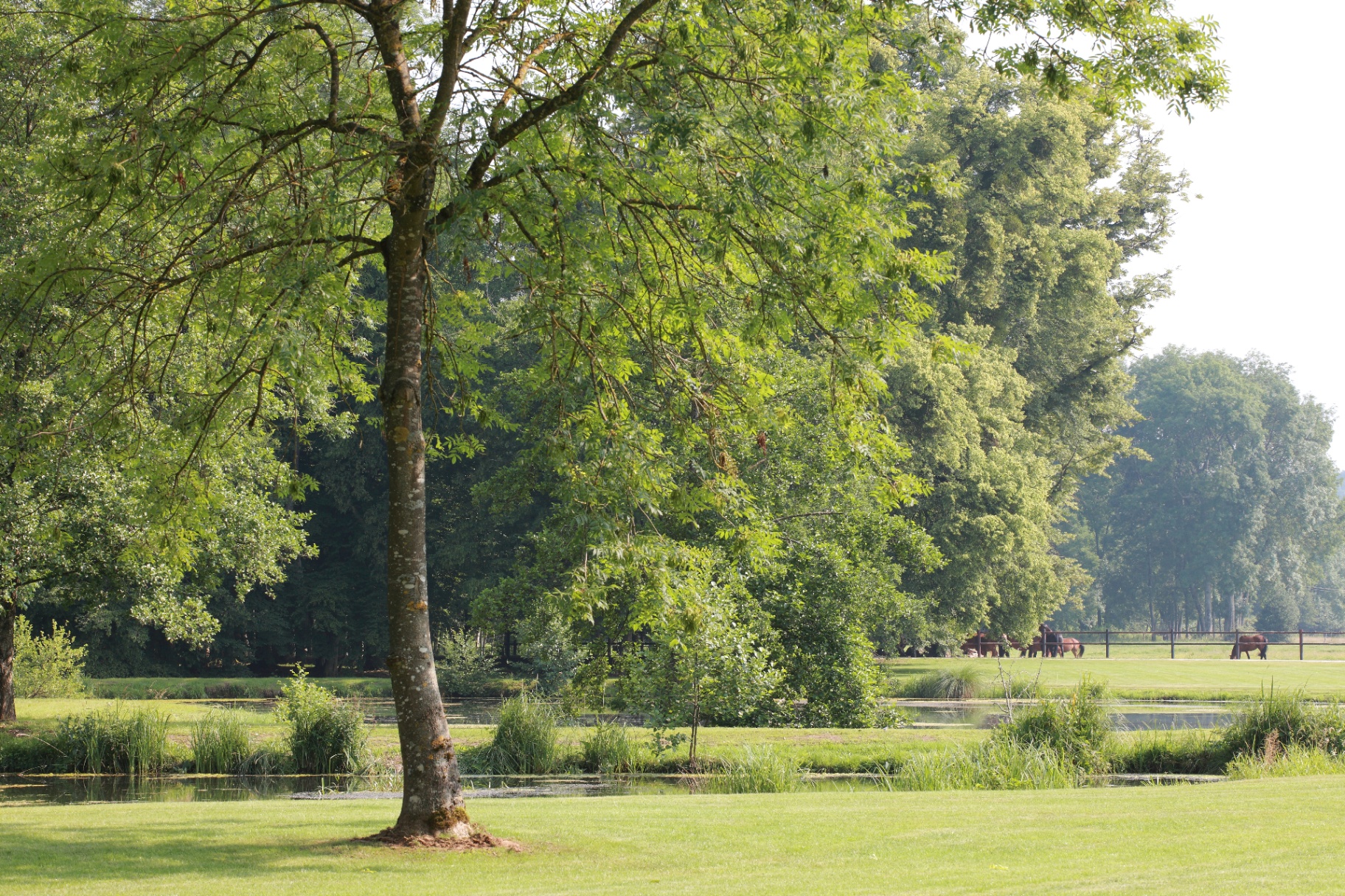 Prairie, étangs et chevaux dans le parc du Domaine Château du Faucon